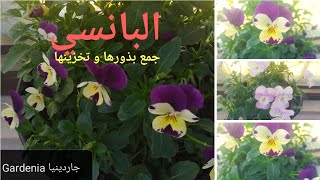 كيفية جمع بذور أزهار البانسي البنفسج و تخزينها لزراعتها [upl. by Ozkum]