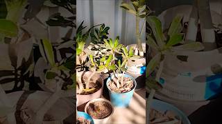 LETSGOGREEN How to Care Succulent Plants short shorts shortvideo [upl. by Delainey]