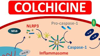 Colchicine Tablets for Gout  Mechanism precautions amp side efects [upl. by Ladiv]