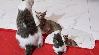 Cute Cats And Funny Animals Videos Compilation 2024 New lifecat fight cats youtubevideos [upl. by Saberhagen]