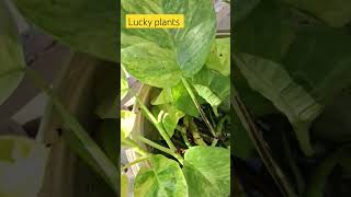 a lucky plants gardeng vlogeer farming wownice [upl. by Oiramed]