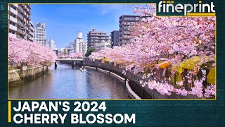 Japan Cherry blossoms bloom in Tokyo  WION Fineprint [upl. by Ignacio]