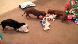 hilarious3 wiener dogs all opening christmas presents [upl. by Barn]