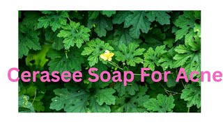 Making Cerasee Soap For Acne [upl. by Sidwohl]