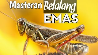 Suara Belalang Emas  Masteran Burung Terbaik  Kwalitas HD Audio  Grasshopper Sound [upl. by Ahsoj914]