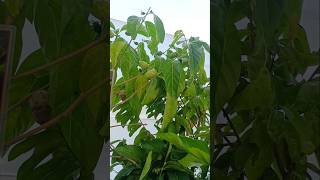 you tube shortnoni fruit plantantI cancerNoni Fruit తగరు పండు 100 వ్యాధులను తగ్గిస్తుంది [upl. by Ainahpets]