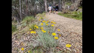 Alpine Wildflower Walks [upl. by Sirovat]