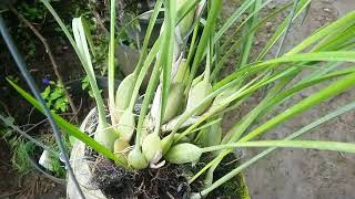 Tanam 2 Anggrek di sabut kelapa  maxillaria tenuifolia amp dendrobium anosmum [upl. by Adirahs]