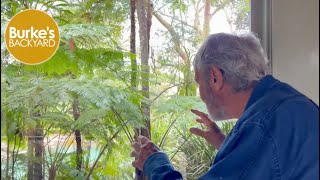 How to create mystery in a garden with tree ferns [upl. by Ciredec]