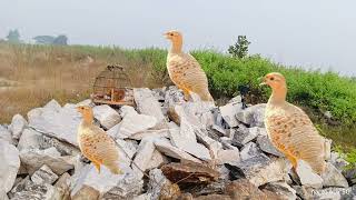 Desi Nar teetar voice √ pheasant sound √ grey francolin voice Desi female teetar voice [upl. by Odlareg859]