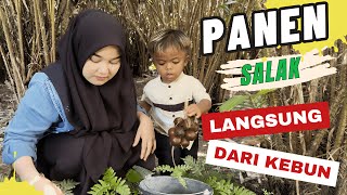 MOMEN PANEN SALAK LANGSUNG DI KEBUN [upl. by Erdua]