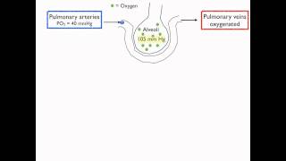PO2 changes throughout the body [upl. by Lletnom]