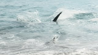 Giant Hammerhead Attacks Blacktip Shark [upl. by Nylia]