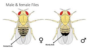 Difference Between Male and Female Drosophila melanogaster [upl. by Haggerty105]