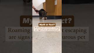 🐾Myth or Fact Is Escaping a Sign of an Adventurous Pet  The Truth About Spay amp Neuter [upl. by Aileon]