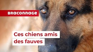 Quand les chiens protègent les fauves en Afrique du Sud [upl. by Ahsitul]