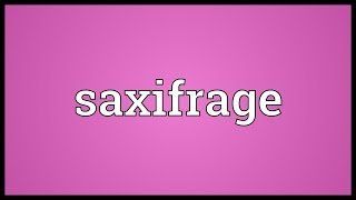 Saxifrage Meaning [upl. by Kahl336]