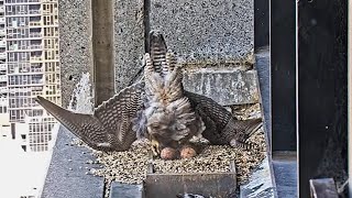 367 Collins St Falcons Gust Blows F24 Off Balance 💨 She Makes Deft Recovery 😮‍💨 2024 Sep 12 [upl. by Noyek]