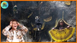 How Nepal harvest crazy honeyMAD HONEYHoney hunter Himalaya Honey harvesting process [upl. by Alleb78]