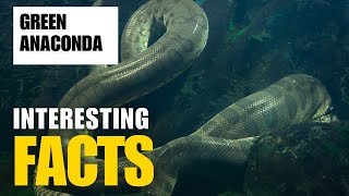 Exploring the Mysterious Green Anaconda  Interesting Facts  The Beast World [upl. by Sheryle]