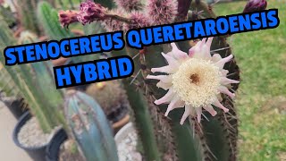 Stenocereus queretaroensis hybrid [upl. by Huan]