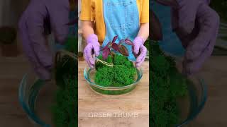 Indoor planting ideas for cozy home 🌼 shorts planting garden diy indoor plant [upl. by Nesahc]