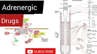 Adrenergic Drugs  Drugs of Sympathetic Nervous System  Ocular Pharmacology [upl. by Frear]