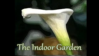 How to Nurture a Calla Lily Indoors Zantedeschia aethiopica [upl. by Gerek197]