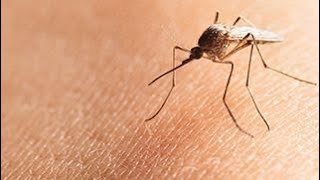 Heres what to know about mosquitoborne diseases in Mass [upl. by Zedekiah]