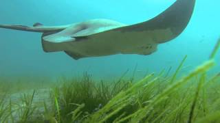 Freediving with bat rays on Catalina Island [upl. by Ratib525]