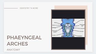 PHARYNGEAL BRANCHIAL ARCHES [upl. by Yalonda]