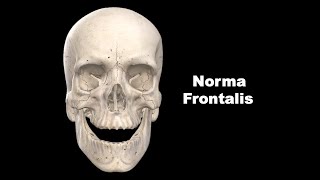 Norma Frontalis Anatomy mbbs bds education [upl. by Nonohcle]