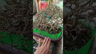 Defoliate bonsai [upl. by Norod]