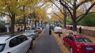 Golden Ginkgo Streets of Tsingtao  Stunning Autumn Aerial Views 🍂 [upl. by Tindall]