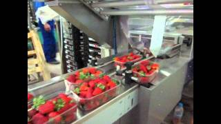 Γραμμή Συσκευασίας Φράουλας σε quotFlow Packquot Strawberries Packing Line quotFlow PackquotNovatec [upl. by Cecile928]