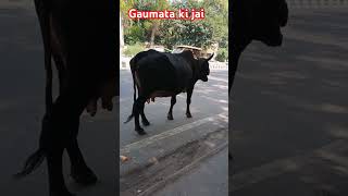 Khusiya deti dukh le leti h gaumata cow shortsvideo [upl. by Mildred]