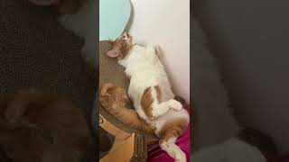 Cat Nap Time可愛い猫 cats catshorts catdailylife catlover catvideos 貓 고양이 kittycatplaytime [upl. by Aeiram]