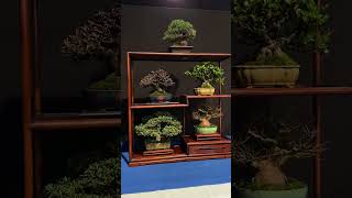 Trophy Bonsai exhibition part 1 [upl. by Ahsekram]