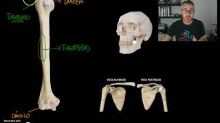 OSTEOLOGIA 3  Relieves y depresiones [upl. by Sofer531]