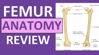 Femur Bone Anatomy Lecture and Landmark Markings [upl. by Rianon]