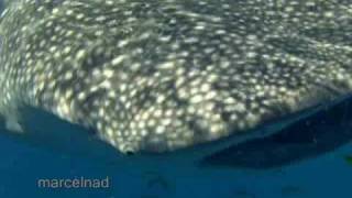 Dive With Whale Shark  the worlds largest fish [upl. by Caia]