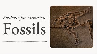 Evidence for Evolution Fossils [upl. by Salsbury]