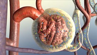 How Your Kidneys Work [upl. by Henryk697]