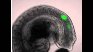 Imaging Clock Oscillations in the Mouse Embryo [upl. by Nylessoj464]