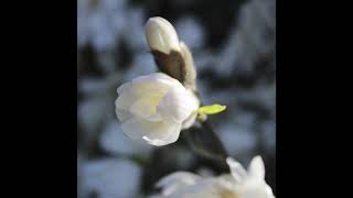 Star magnolia tree flowering [upl. by Louie]