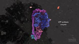 ATP Synthesis  HHMI BioInteractive Video [upl. by Marceau]