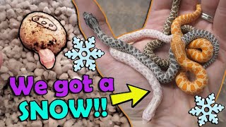 Baby Snow amp Axanthic Hognoses Hatching [upl. by Urbannal]