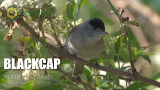 Blackcap  Sylvia atricapilla  song montage [upl. by Oika554]