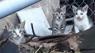 How to socialize older kittens outdoors [upl. by Lozar712]