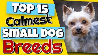 Top 15 Calmest Small Dog Breeds That You Would Never Guess 😮 [upl. by Utimer]